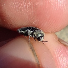 Acmaeoderella villosula