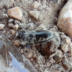 Acmaeoderella villosula