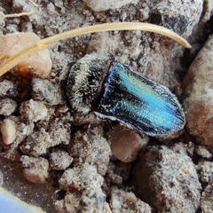 Acmaeoderella villosula