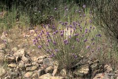 Hesperidanthus linearifolius