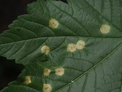 Drisina glutinosa