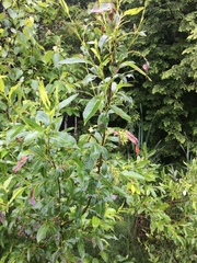 Salix lucida