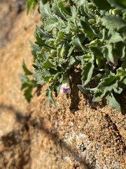 Stemodiopsis kamundii