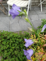 Campanula persicifolia