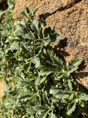 Stemodiopsis kamundii