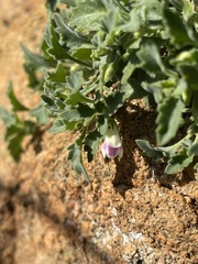 Stemodiopsis kamundii