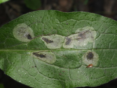 Agromyza abiens