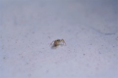 Thomisidae