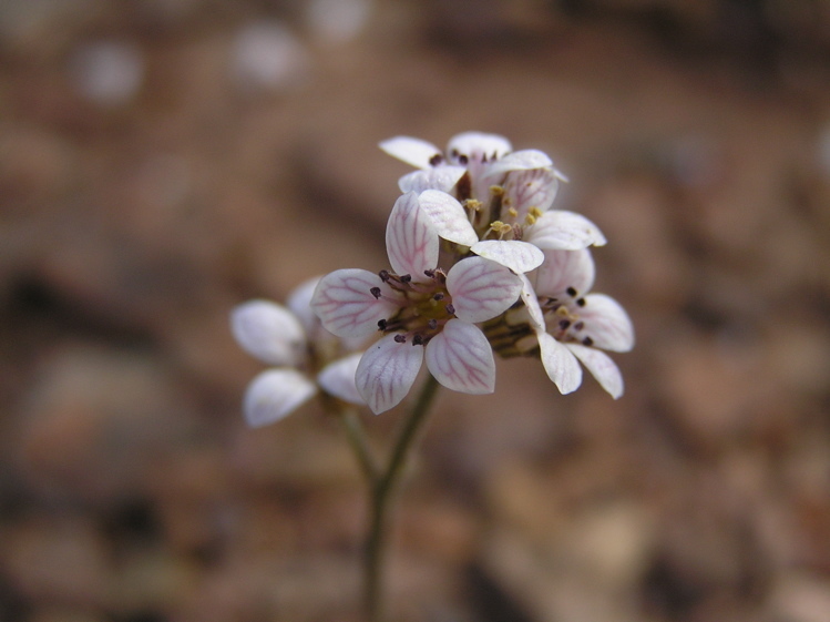 Jepsonia malvifolia