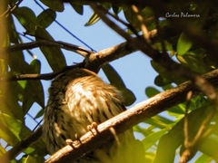 Glaucidium