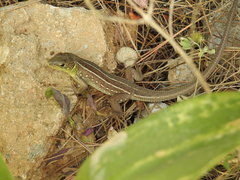 Lacerta trilineata polylepidota