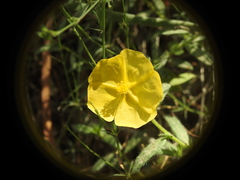 Fumana arabica