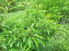 Rhamnus ussuriensis