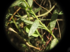 Fumana arabica
