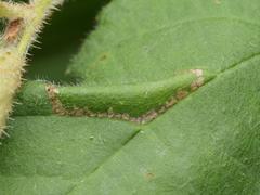 Phyllonorycter nicellii