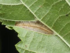 Phyllonorycter nicellii