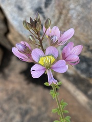 Cleome oxyphylla oxyphylla