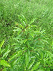 Rhamnus ussuriensis