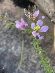 Cleome oxyphylla oxyphylla