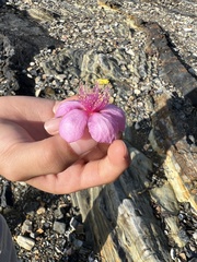 Rhodomyrtus tomentosa