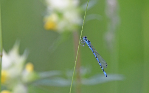 Ornate Bluet photo 3