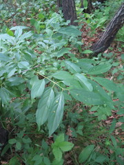 Rhamnus ussuriensis