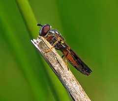 Platycheirus angustatus
