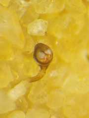 Parasteatoda merapiensis