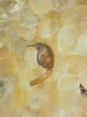 Parasteatoda merapiensis