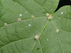 Eriophyes exilis