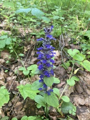 Ajuga reptans