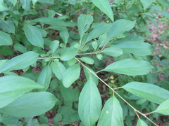 Rhamnus ussuriensis