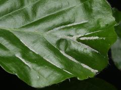 Aceria nervisequa