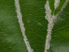 Aceria nervisequa