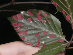 Aceria nervisequa