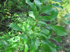 Rhamnus ussuriensis