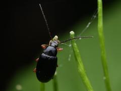Gonodera luperus