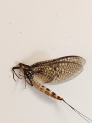 Ephemera danica