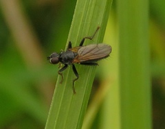 Coelopa
