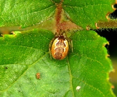 Anelosimus vittatus