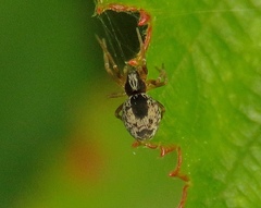 Dictyna uncinata
