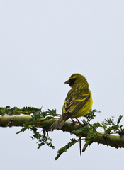 Crithagra citrinelloides