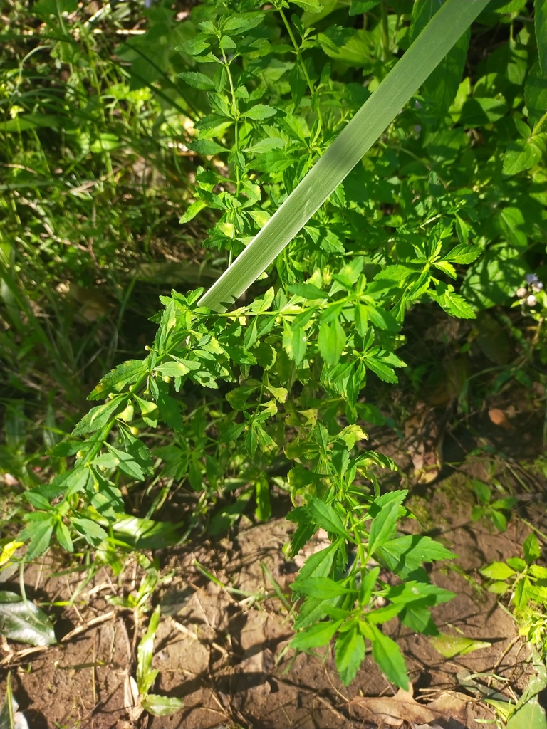 licorice weed from Yarrimbah Dr at Yalkuri Drive, Nerang QLD 4211