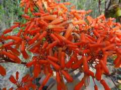 Aloe striata