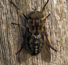 Tabanus autumnalis