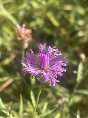 Parapolydora fastigiata