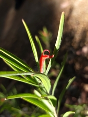 Adenanthos barbiger