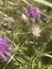 Parapolydora fastigiata