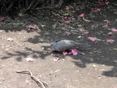 Columbina inca