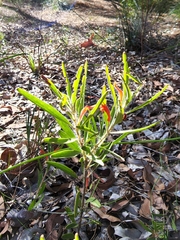 Adenanthos barbiger